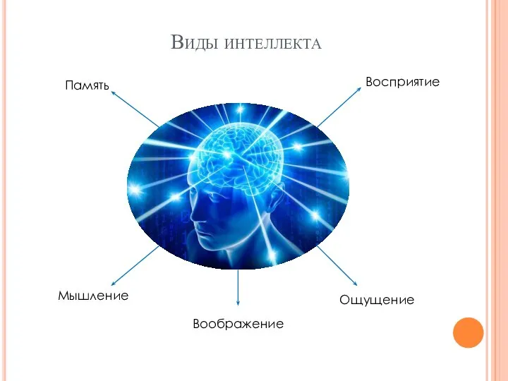 Виды интеллекта Восприятие Память Мышление Ощущение Воображение