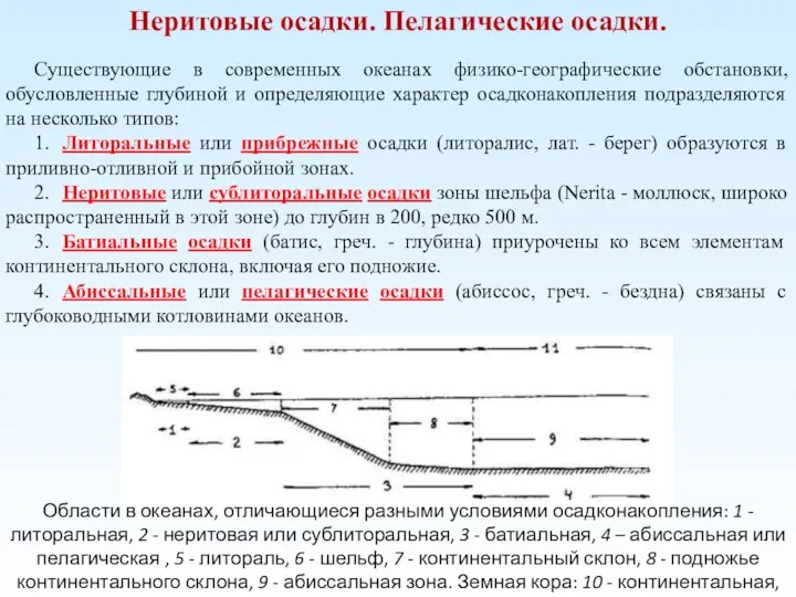 Неритовые осадки. Пелагические осадки. Существующие в современных океанах физико-географические обстановки, обусловленные глубиной