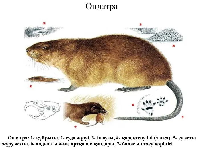 Ондатра Ондатра: 1- құйрығы, 2- суда жүзуі, 3- ін аузы, 4- қоректену