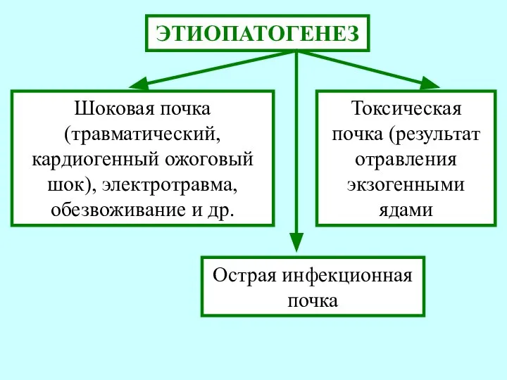 Шок почки. Архитектоника почки шоковой. Группы заболеваний почек травматические инфекционные. Морфологические признаки шоковой почки.