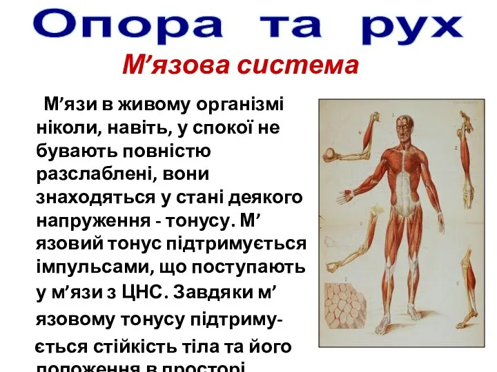 М’язи в живому організмі ніколи, навіть, у спокої не бувають повністю разслаблені,