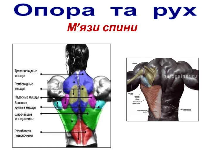 Опора та рух М’язи спини