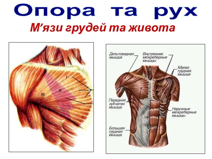 М’язи грудей та живота Опора та рух