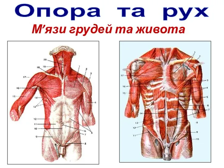 Опора та рух М’язи грудей та живота