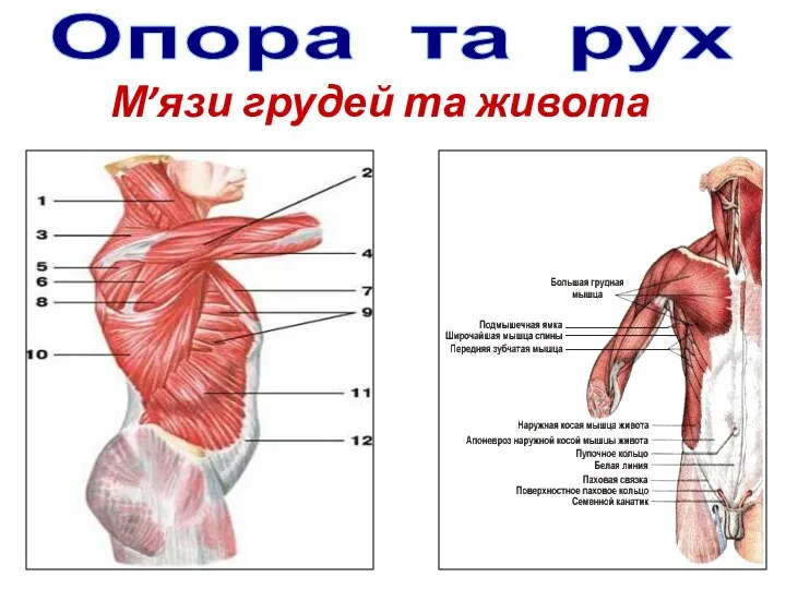 Опора та рух М’язи грудей та живота