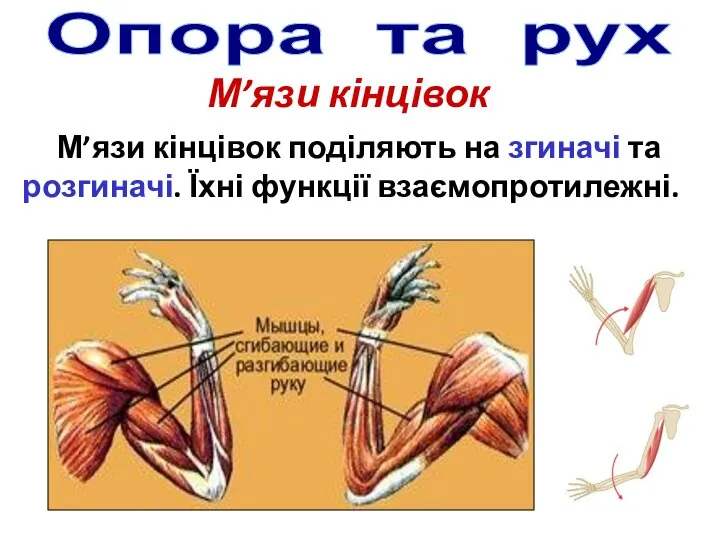 Опора та рух М’язи кінцівок М’язи кінцівок поділяють на згиначі та розгиначі. Їхні функції взаємопротилежні.