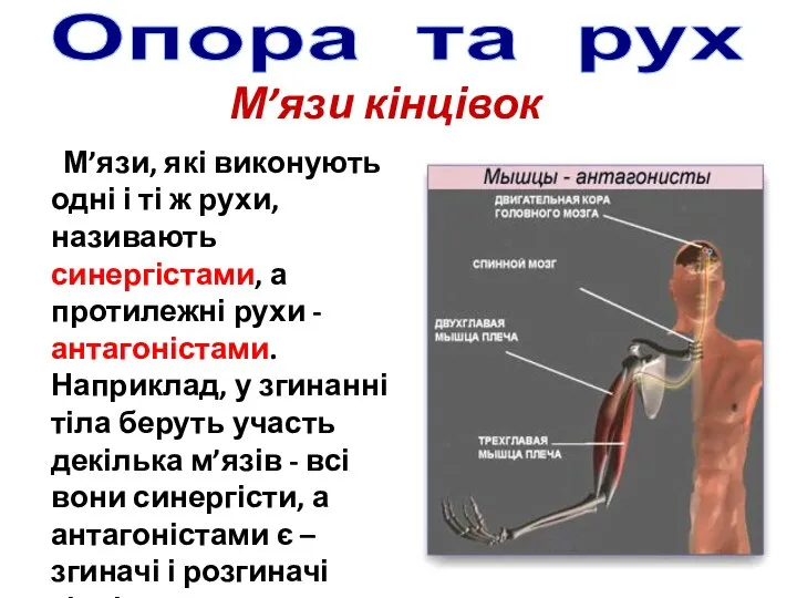 М’язи, які виконують одні і ті ж рухи, називають синергістами, а протилежні