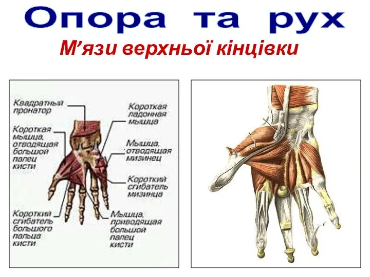 Опора та рух М’язи верхньої кінцівки