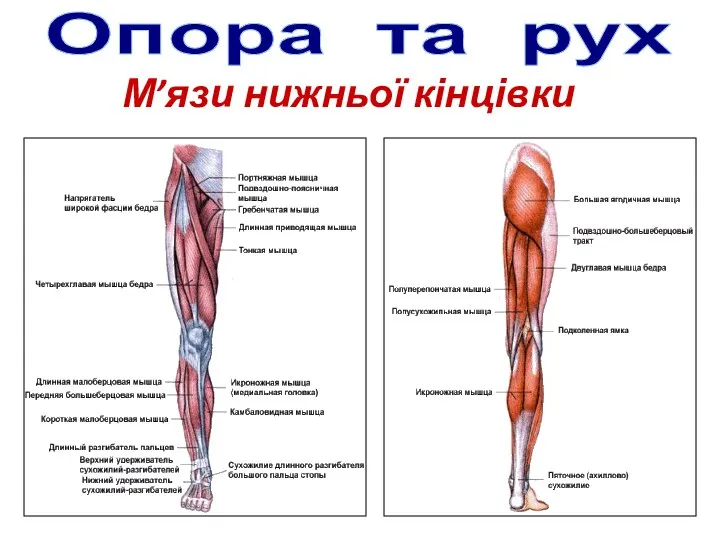 Опора та рух М’язи нижньої кінцівки