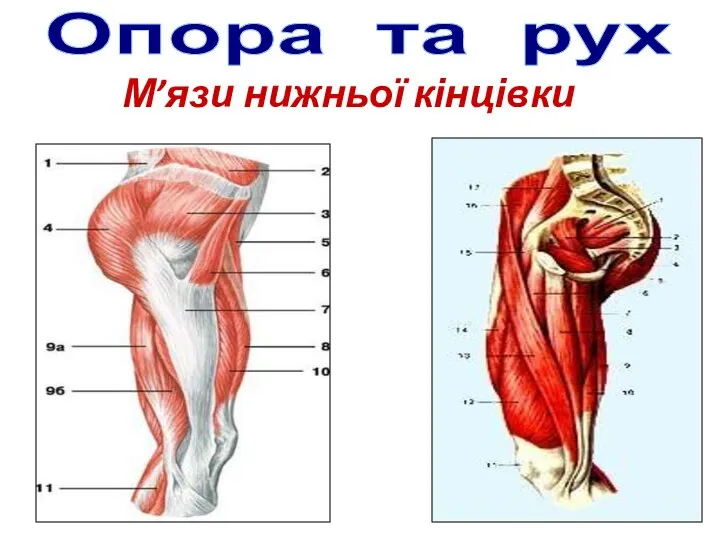 Опора та рух М’язи нижньої кінцівки