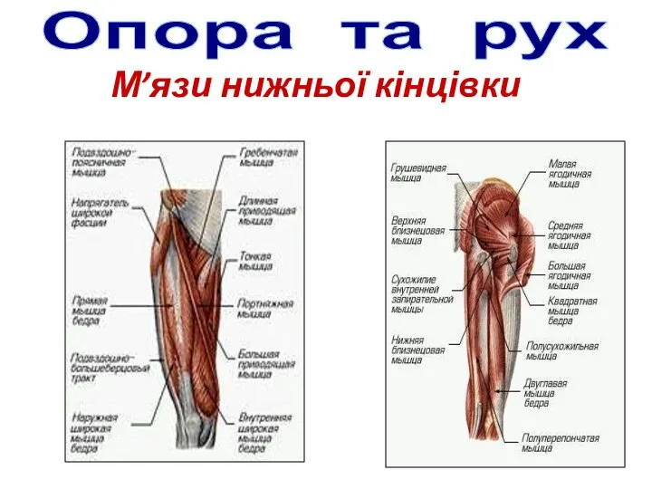 Опора та рух М’язи нижньої кінцівки