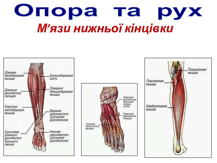 Опора та рух М’язи нижньої кінцівки