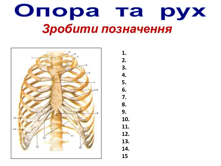 Зробити позначення Опора та рух 1. 2. 3. 4. 5. 6. 7.