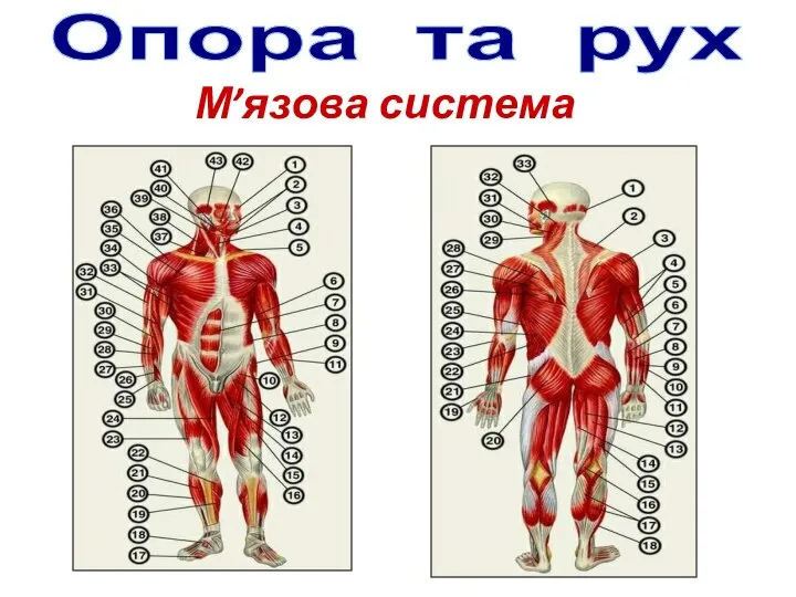 Опора та рух М’язова система