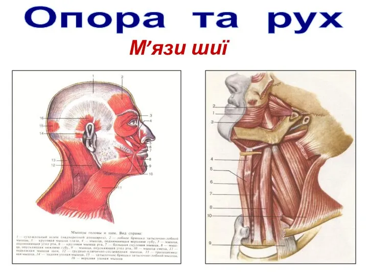 Опора та рух М’язи шиї