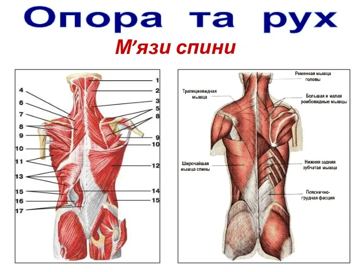 Опора та рух М’язи спини