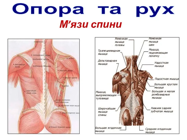 Опора та рух М’язи спини