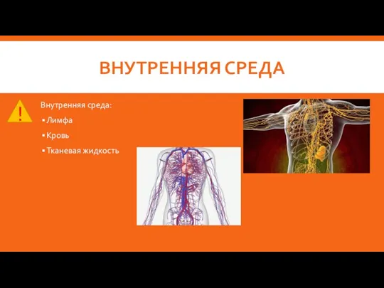 ВНУТРЕННЯЯ СРЕДА Внутренняя среда: Лимфа Кровь Тканевая жидкость !