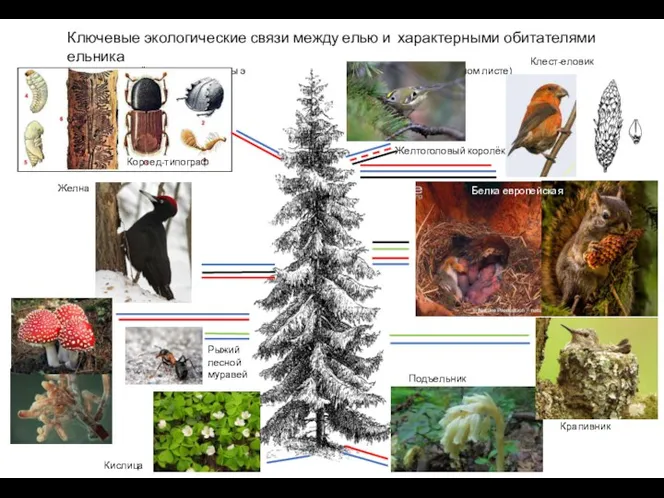 Ключевые экологические связи между елью и характерными обитателями ельника (линии определённых цветов