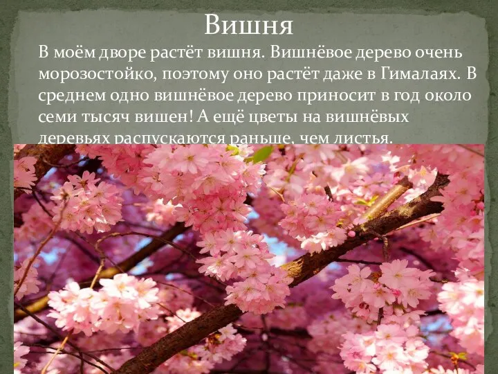 В моём дворе растёт вишня. Вишнёвое дерево очень морозостойко, поэтому оно растёт