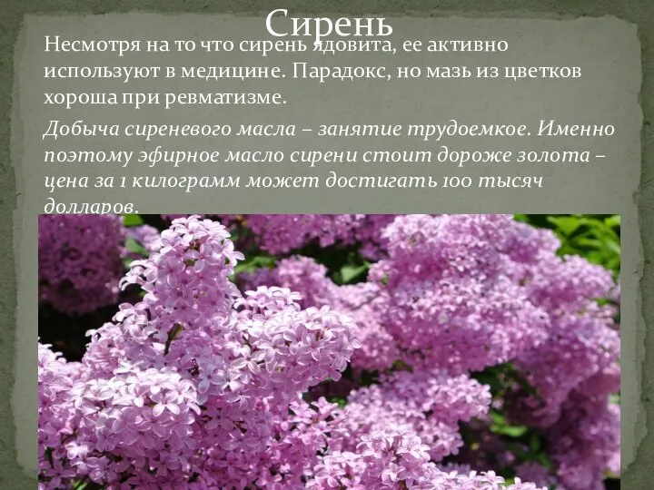 Несмотря на то что сирень ядовита, ее активно используют в медицине. Парадокс,