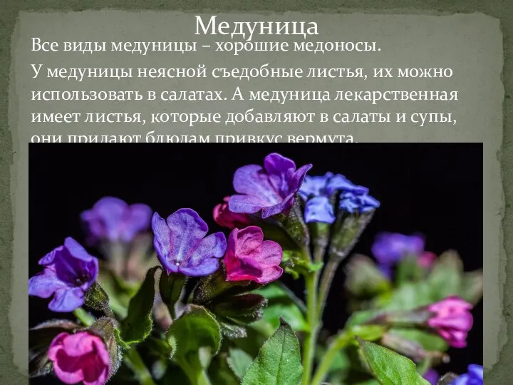 Все виды медуницы – хорошие медоносы. У медуницы неясной съедобные листья, их