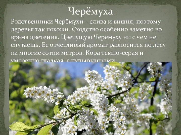 Родственники Черёмухи – слива и вишня, поэтому деревья так похожи. Сходство особенно