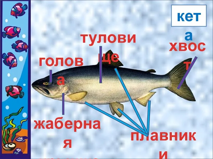 кета туловище хвост плавники голова жаберная крышка