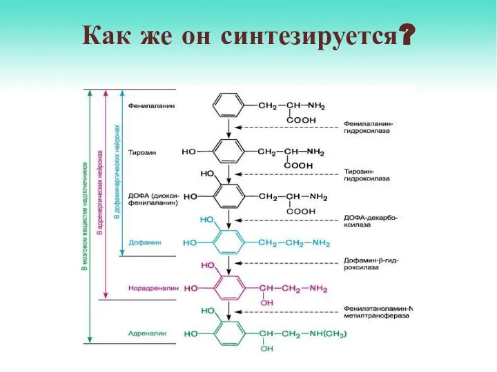 Как же он синтезируется?