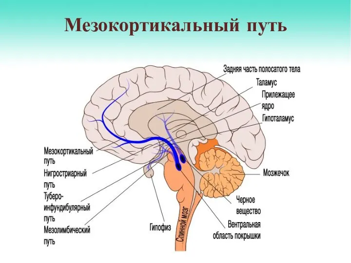 Мезокортикальный путь