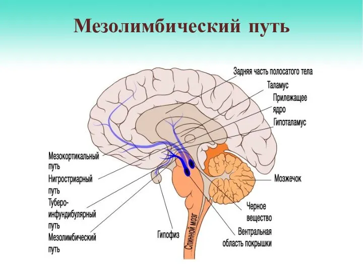 Мезолимбический путь