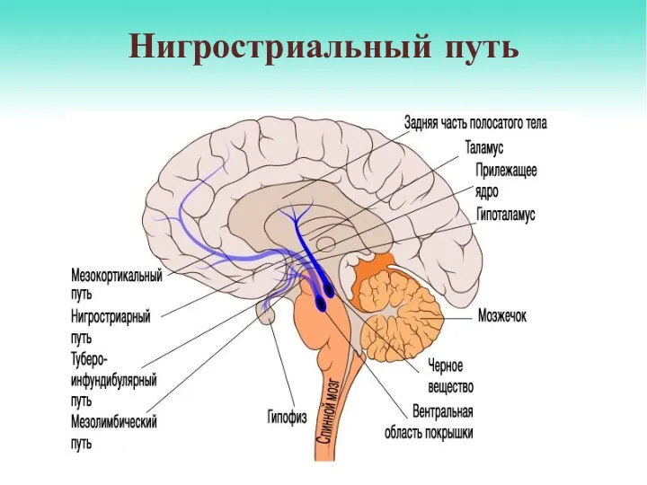 Нигростриальный путь