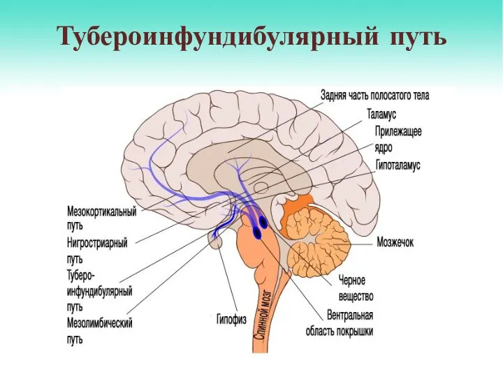 Тубероинфундибулярный путь