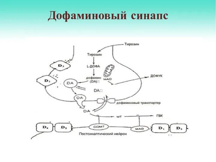 Дофаминовый синапс