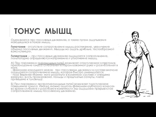 ТОНУС МЫШЦ Оценивается при пассивных движениях, а также путем ощупывания находящихся в