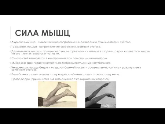 СИЛА МЫШЦ Двуглавая мышца - максимальное сопротивление разгибанию руки в локтевом суставе.