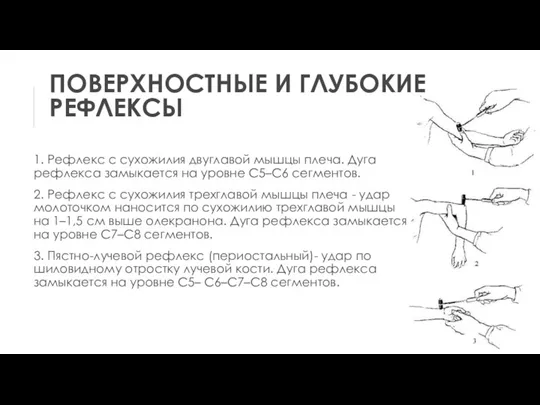 ПОВЕРХНОСТНЫЕ И ГЛУБОКИЕ РЕФЛЕКСЫ 1. Рефлекс с сухожилия двуглавой мышцы плеча. Дуга