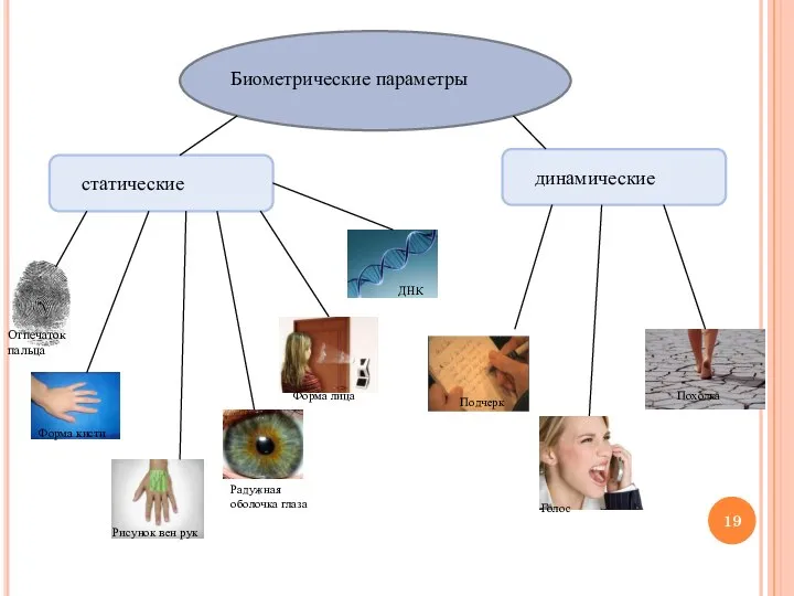 Биометрические параметры статические динамические Отпечаток пальца Форма кисти Рисунок вен рук Радужная