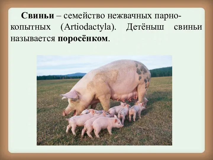 Свиньи – семейство нежвачных парно- копытных (Artiodactyla). Детёныш свиньи называется поросёнком.
