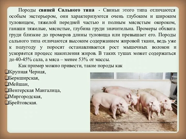Породы свиней Сального типа - Свиньи этого типа отличаются особым экстерьером, они