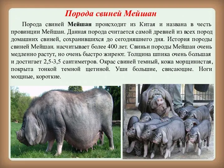 Порода свиней Мейшан Порода свиней Мейшан происходит из Китая и названа в