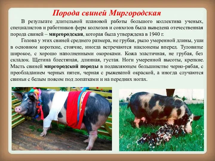 Порода свиней Миргородская В результате длительной плановой работы большого коллектива ученых, специалистов