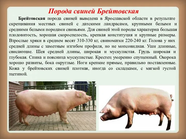 Порода свиней Брейтовская Брейтовская порода свиней выведена в Ярославской области в результате