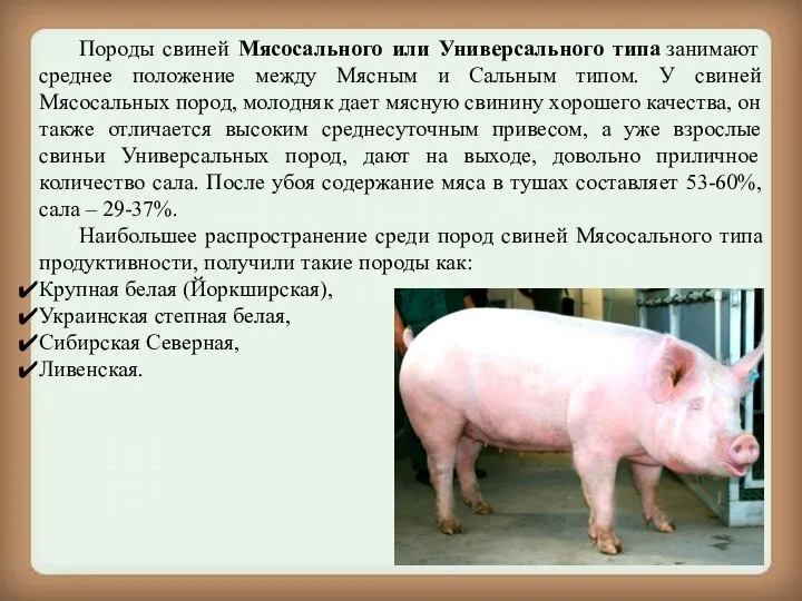 Породы свиней Мясосального или Универсального типа занимают среднее положение между Мясным и