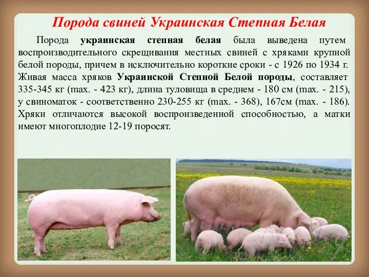 Порода свиней Украинская Степная Белая Порода украинская степная белая была выведена путем