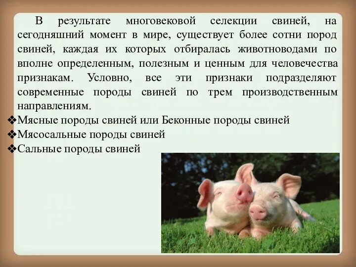 В результате многовековой селекции свиней, на сегодняшний момент в мире, существует более