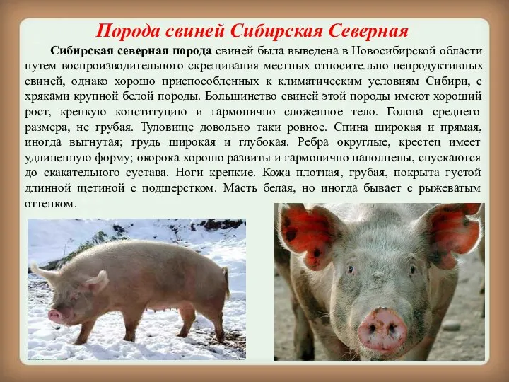 Порода свиней Сибирская Северная Сибирская северная порода свиней была выведена в Новосибирской