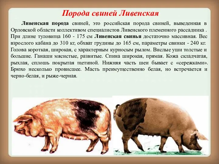 Порода свиней Ливенская Ливенская порода свиней, это российская порода свиней, выведенная в