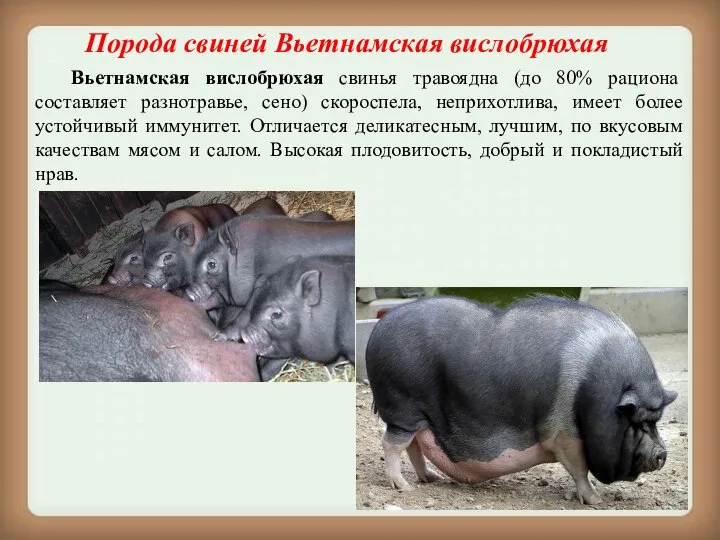 Порода свиней Вьетнамская вислобрюхая Вьетнамская вислобрюхая свинья травоядна (до 80% рациона составляет