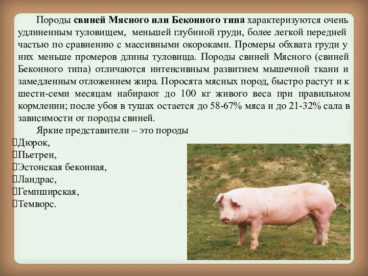 Породы свиней Мясного или Беконного типа характеризуются очень удлиненным туловищем, меньшей глубиной